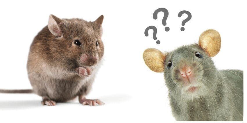 difference between a rat and a mouse - Rat vs Mouse