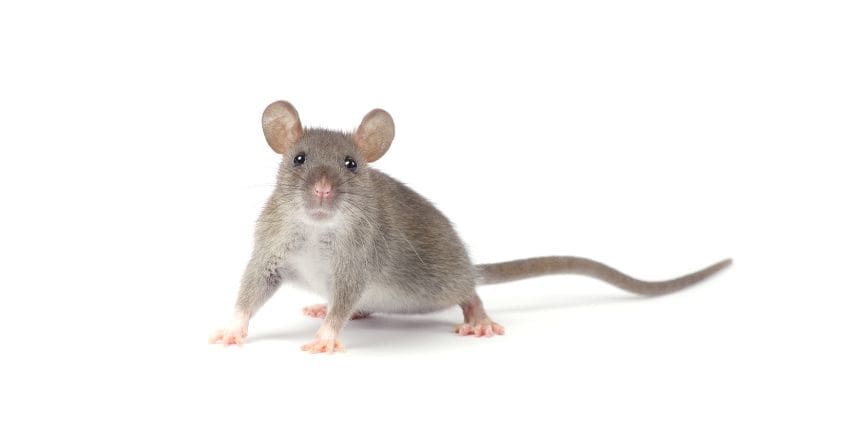 difference between a rat and a mouse - a rat with big ears