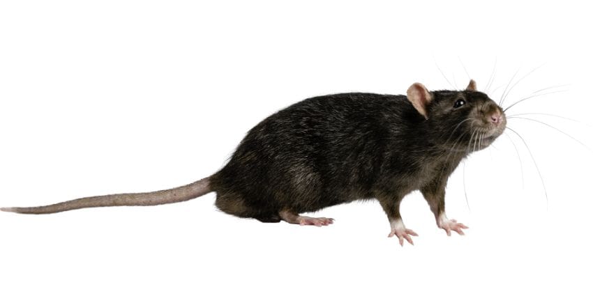 differences between a rat and a mouse