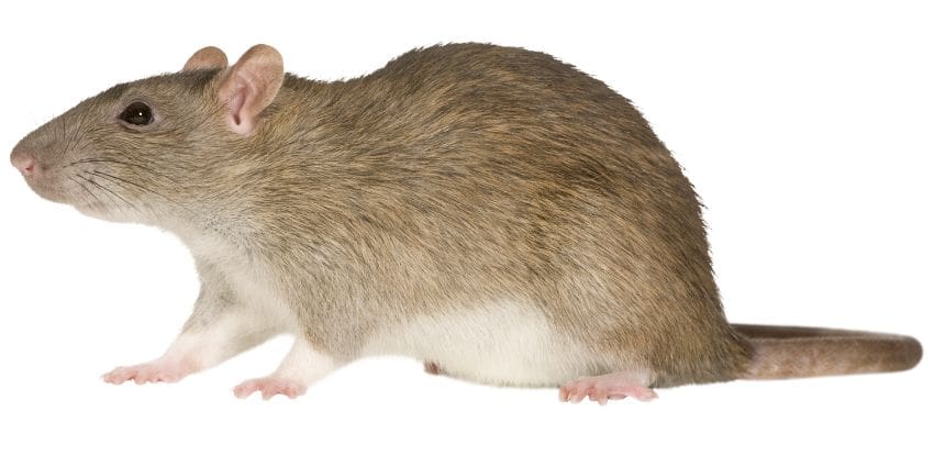 differences between rats and mice -brown rat