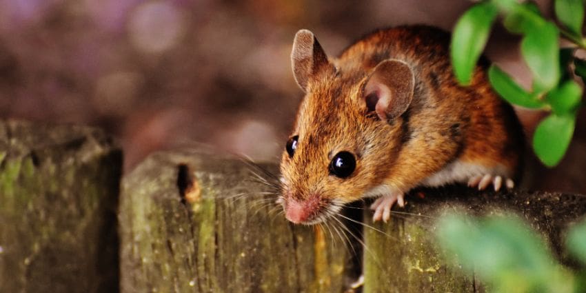 what is the difference between a rat and a mouse - mouse sitting on a fence