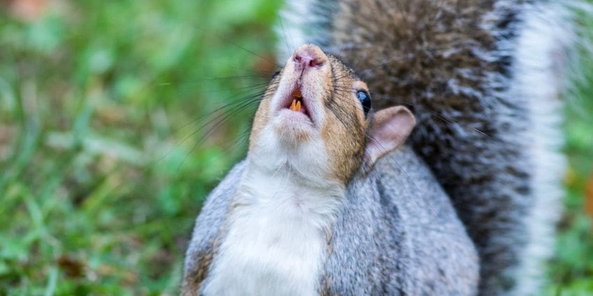 why do squirrels nip off branches - Eastern grayquirrel looking up showing teeth