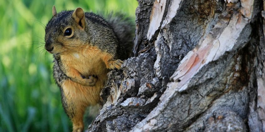 why do squirrels nip off branches - fox squirrel perched on tree trunk