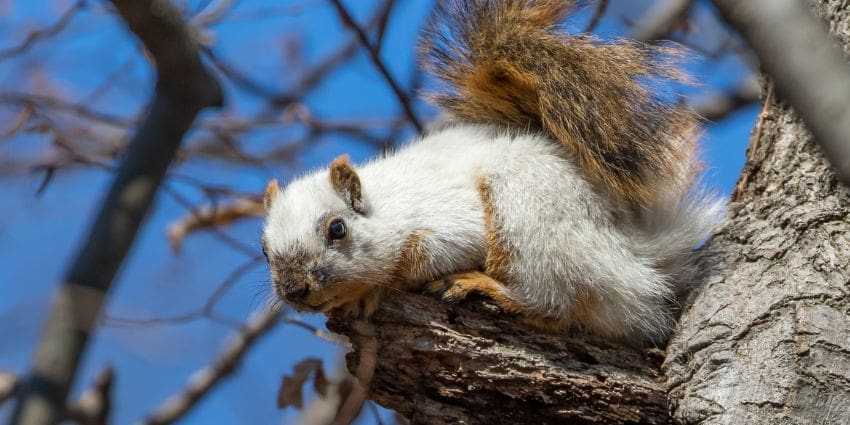 why do squirrels nip off branches - fox squirrel white morph on tree branch