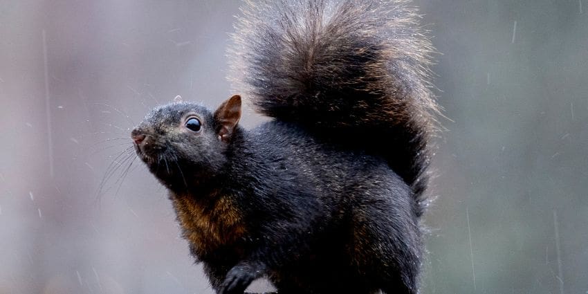 Seeing A Black Squirrel Meaning - black squirrel