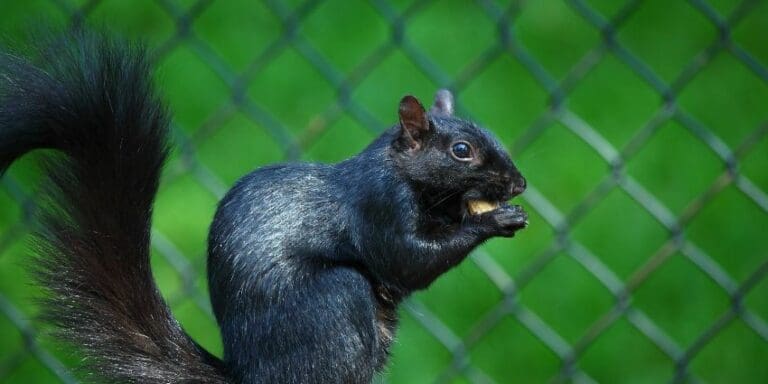 Seeing A Black Squirrel Meaning and Secrets Revealed
