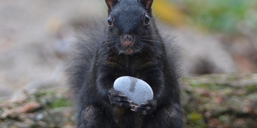 Seeing A Black Squirrel Meaning - black squirrel holding a rock