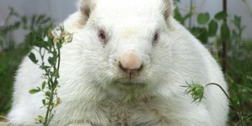 albino groundhog - face of groundhog