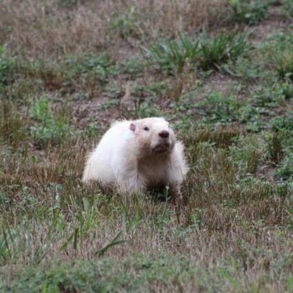 albino groundhog - walking towards in grass