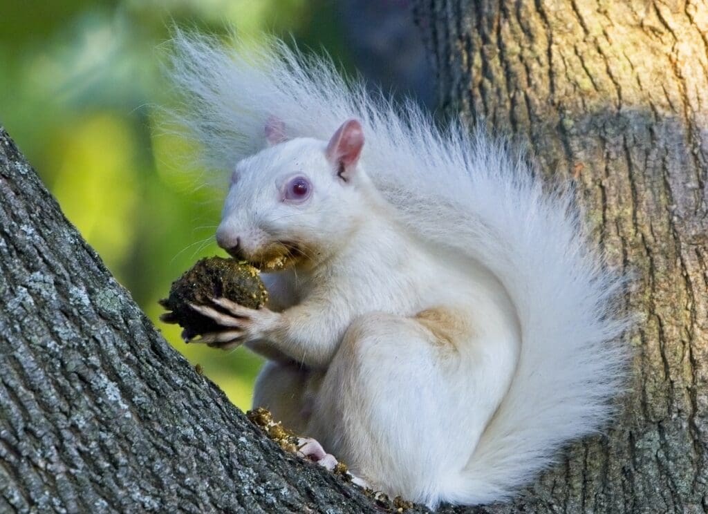 Amazing White Tailed Squirrel - 5 Things You Need to Know!