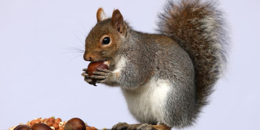 can squirrels eat conkers - grey squirrel eating a chestnut (1)