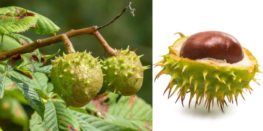 can squirrels eat conkers - horse chestnut tree fruit