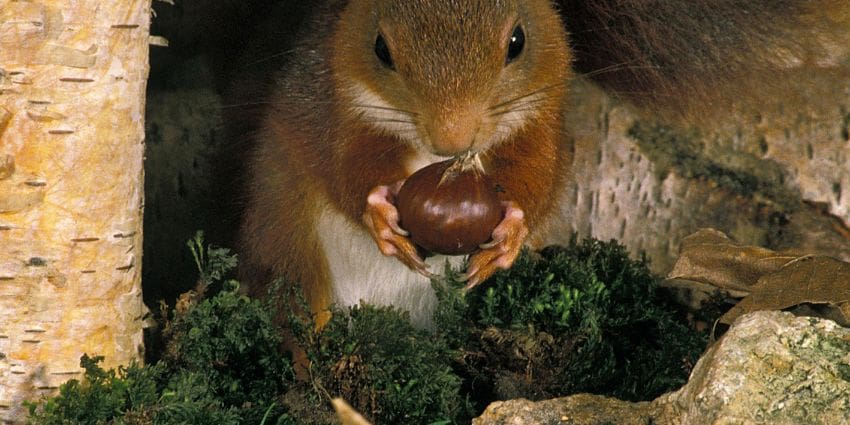 can squirrels eat conkers - red squirrel eating a chestnut