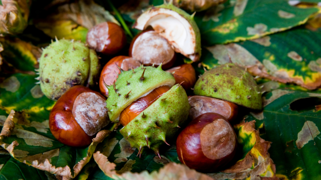 a photo of conkers inside a spiny green casing