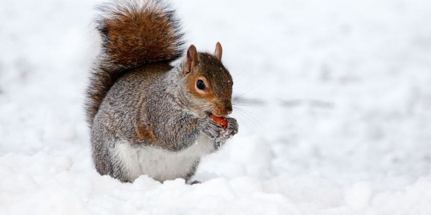 i love squirrels - eastern gray squirrel in winter snow