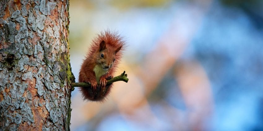 i love squirrels - red squirrel on a tree branch
