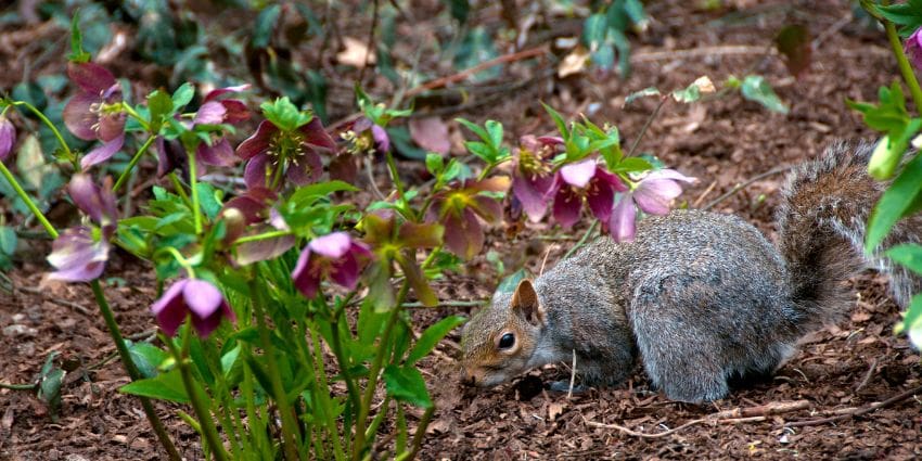 i love squirrels - squirrel in a garden