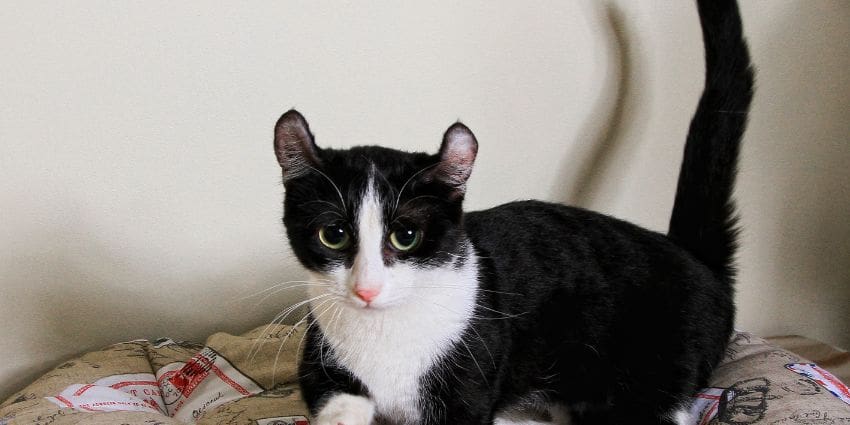 kinkalow cat - black and white cat