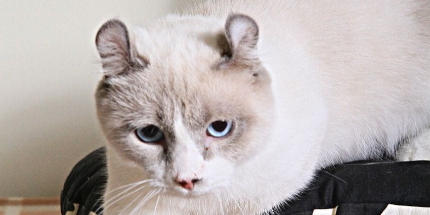 kinkalow cat - white fur and blue eyed cat