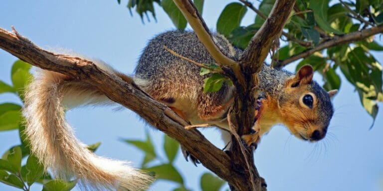 Amazing White Tailed Squirrel – 5 Things You Need to Know!