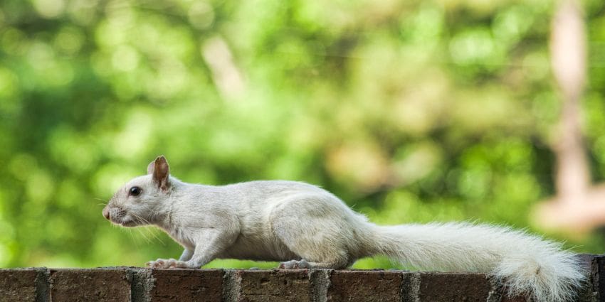 albino squirrel - squirrel on a brick wall
