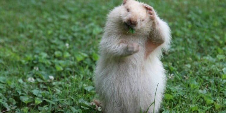 Albino Groundhog Alert: This is Not a White Lie!