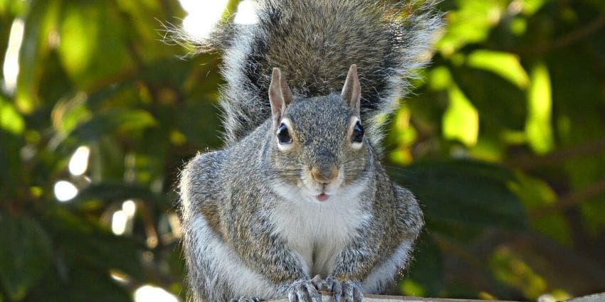 why are squirrels important Lucky eastern gray squirrel