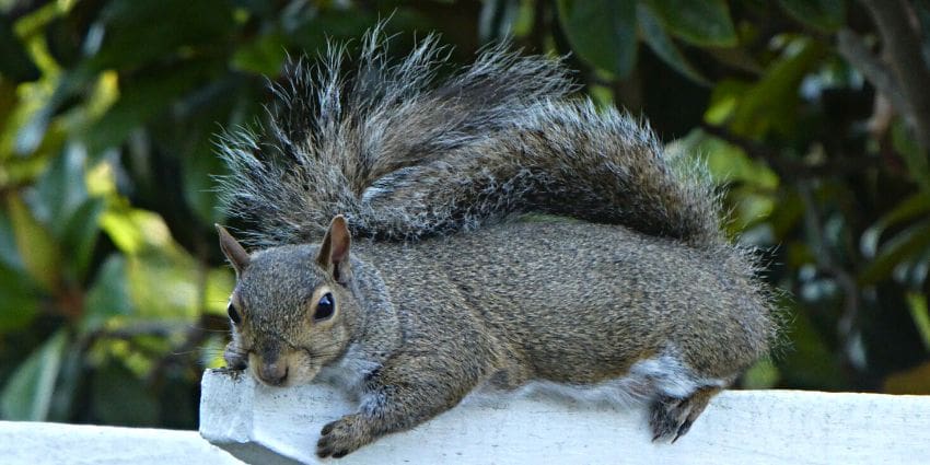 i love squirrels - lucky eastern grey squirrel