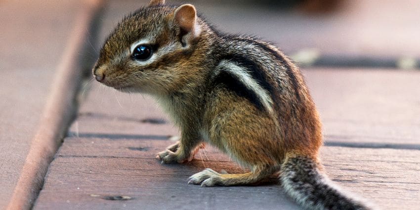 fluffy baby chipmunk pictures