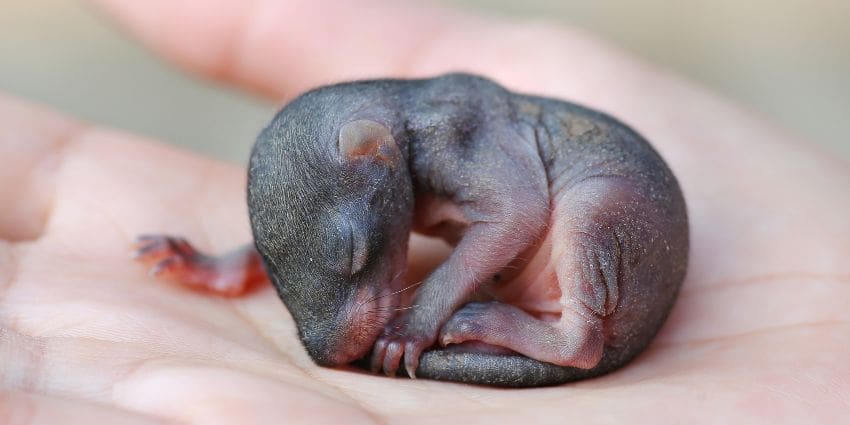 newborn chipmunk pictures - baby chipmunk asleep cuddled in palm of hand