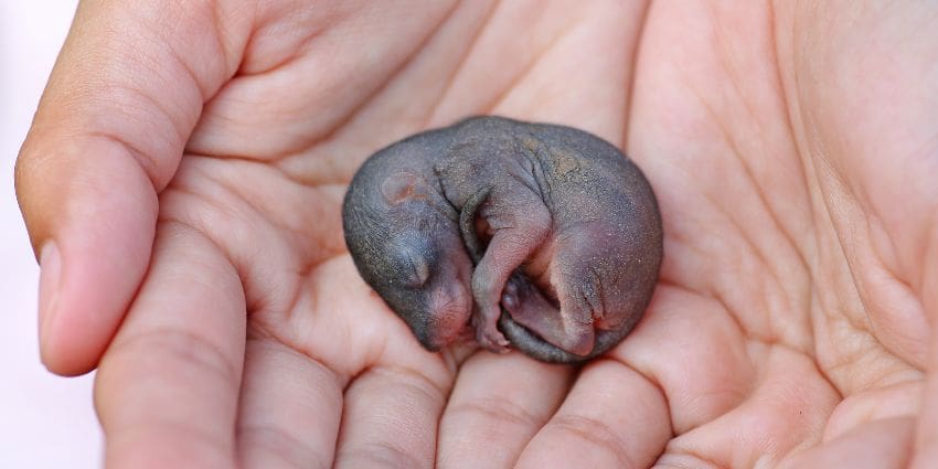 newborn chipmunk pictures - baby chipmunk cuddled in palm of hand
