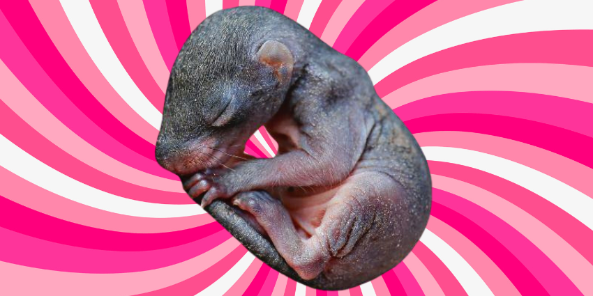 newborn chipmunk pictures - featured image