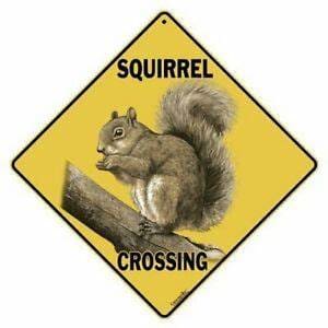 squirrel crossing metal sign