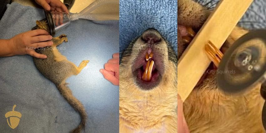 squirrel teeth - procedure trimming malocclusion of top incisors and lower incisors