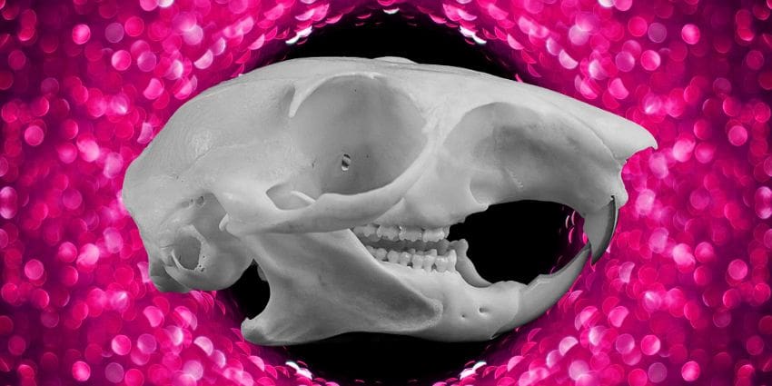 squirrel teeth - squirrel skull