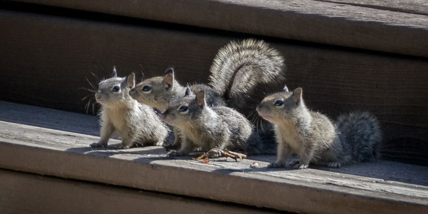 baby squirrel - baby ground squirrels on steps
