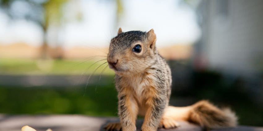 baby squirrel - baby squirrel on a table