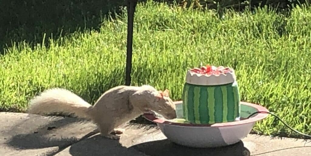 blonde squirrel drinking from a water fountain