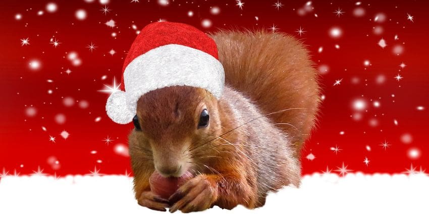 christmas chipmunk song lyrics - red squirrel eating nut wearing a santa hat