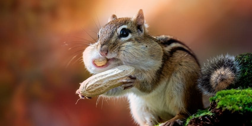do chipmunks climb trees - chipmunk eating a peanut