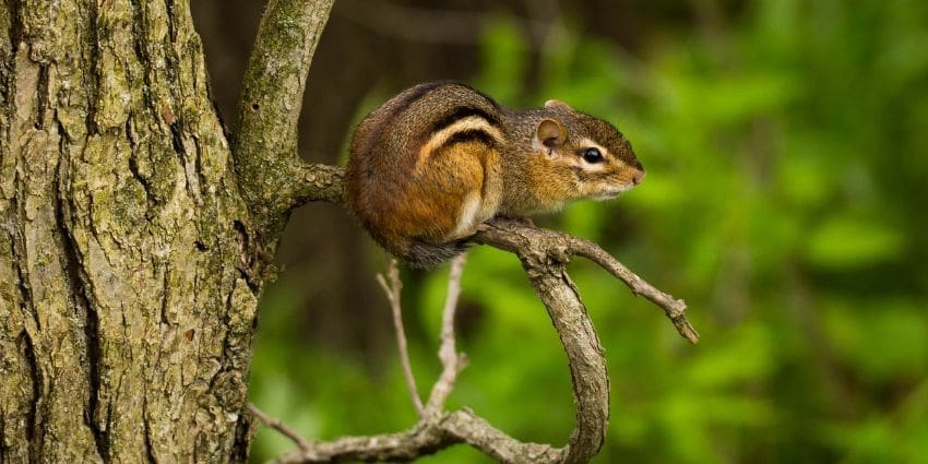 do chipmunks climb trees - chipmunk on tree branch