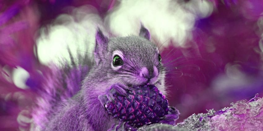 do squirrels eat pine cones - douglas squirrel eating a pine cone 1
