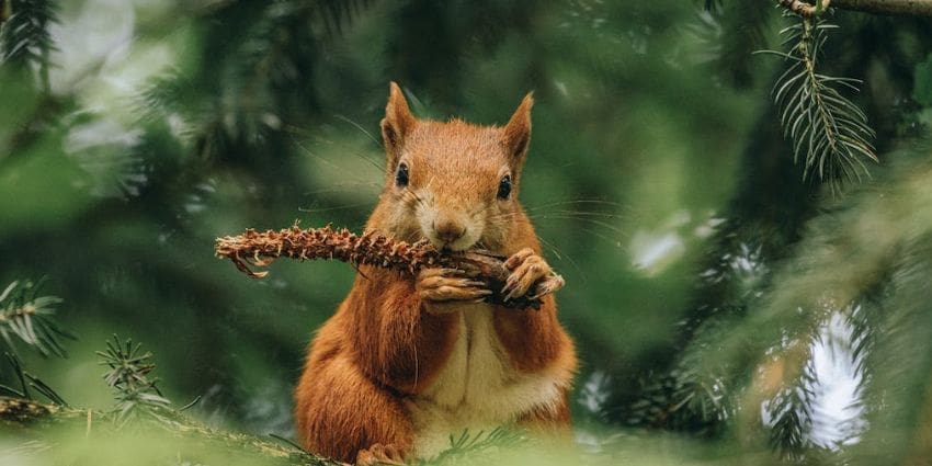 do squirrels eat pinecones - red squirrel eating a pinecone