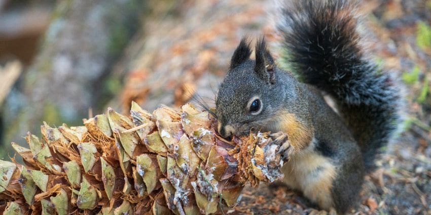 do squirrels eat pinecones - squirrel eating a pinecone