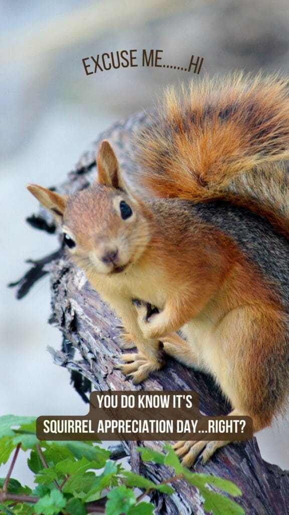 squirrel appreciation day meme - excuse me hi