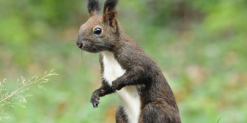 what color is a squirrel -brown squirrel