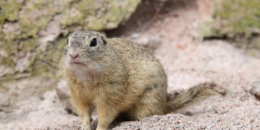 what color is a squirrel - ground squirrel