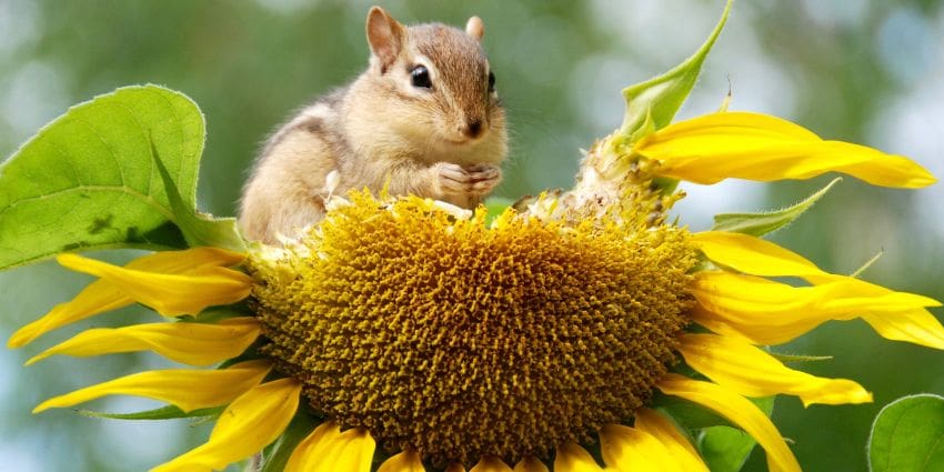 what sound does a chipmunk make - chipmunk eating a sunflower