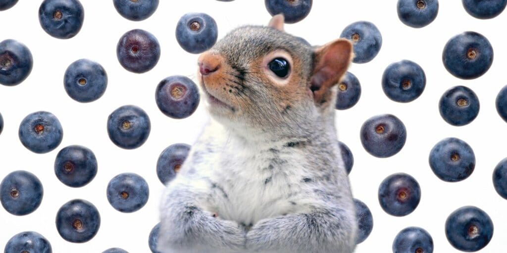 can squirrels eat blueberries