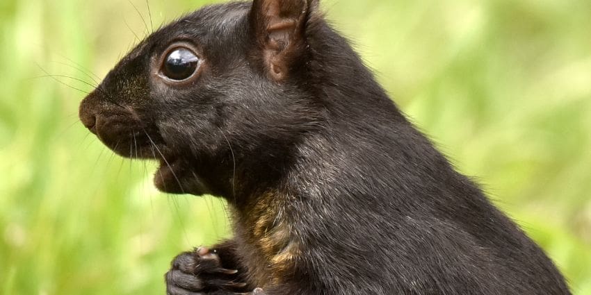 can squirrels eat blueberries - black squirrel melanistic